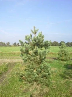 Grove Den, Solitair (Pinus Sylvestris) -Goedkope DirectPlant winkel pinus sylvestris 200