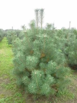 Grove Den, Solitair (Pinus Sylvestris) -Goedkope DirectPlant winkel pinus sylvestris 200 250