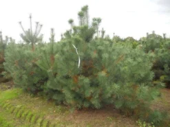 Grove Den, Solitair (Pinus Sylvestris) -Goedkope DirectPlant winkel pinus sylvestris 250 300