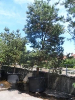 Grove Den, Solitair (Pinus Sylvestris) -Goedkope DirectPlant winkel pinus sylvestris 350 400 450 c1000