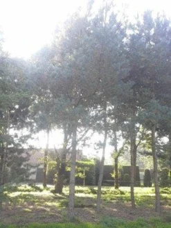 Grove Den (Pinus Sylvestris) -Goedkope DirectPlant winkel pinus sylvestris 60 70 2