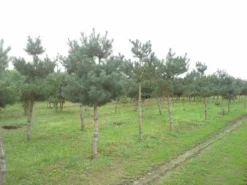 Grove Den (Pinus Sylvestris) -Goedkope DirectPlant winkel pinus sylvestris opstam