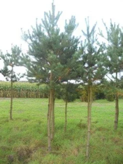 Grove Den (Pinus Sylvestris) -Goedkope DirectPlant winkel pinus sylvestris opstam 20 25 1