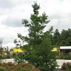 Treurden (Pinus Wallichiana) -Goedkope DirectPlant winkel pinus wallichiana