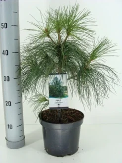 Treurden (Pinus Wallichiana) -Goedkope DirectPlant winkel pinus wallichiana c3 m