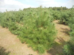 Grove Den, Solitair (Pinus Sylvestris) -Goedkope DirectPlant winkel pinussylv 125 150 13 9 2014