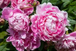Goedkope DirectPlant winkel 14 Pioenroos (Paeonia Dr. 'Alexander Fleming')
