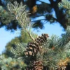 Bergden (Pinus Strobus 'Radiata')