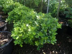 Australische Laurier (Pittosporum Tobira 'Nanum') -Goedkope DirectPlant winkel pittosporum tobira nanum c10