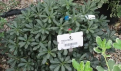 Australische Laurier (Pittosporum Tobira 'Nanum') -Goedkope DirectPlant winkel pittosprum tobira nanum