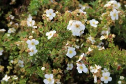 Bloeiende Haag, Laag