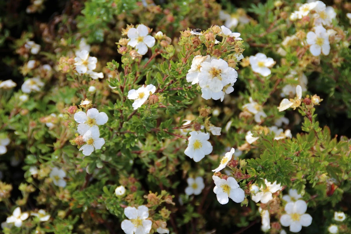 Bloeiende Haag, Laag 1 Bloeiende Haag, Laag