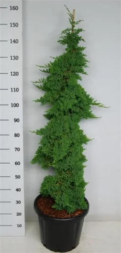 Jeneverbes (Juniperus Procumbens 'Nana') -Goedkope DirectPlant winkel procumbensnana100 125