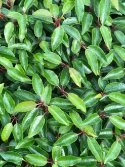 Portugese Laurier Als Grote Bolvorm (Prunus Lusitanica 'Angustifolia') -Goedkope DirectPlant winkel prunus l. angustifolia blad