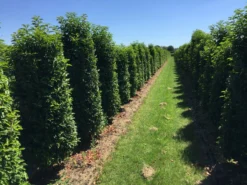 Goedkope DirectPlant winkel 43 Grote Portugese Laurier (Prunus Lusitanica 'Angustifolia')