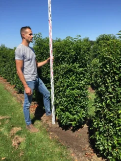 Goedkope DirectPlant winkel -Goedkope DirectPlant winkel prunus l ang 150175 1