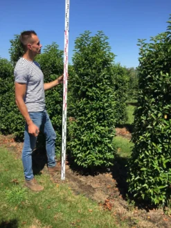 Grote Portugese Laurier (Prunus Lusitanica 'Angustifolia') -Goedkope DirectPlant winkel prunus l ang 175200 1