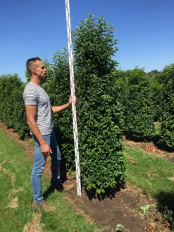 Grote Portugese Laurier (Prunus Lusitanica 'Angustifolia') -Goedkope DirectPlant winkel prunus l ang 200250 3