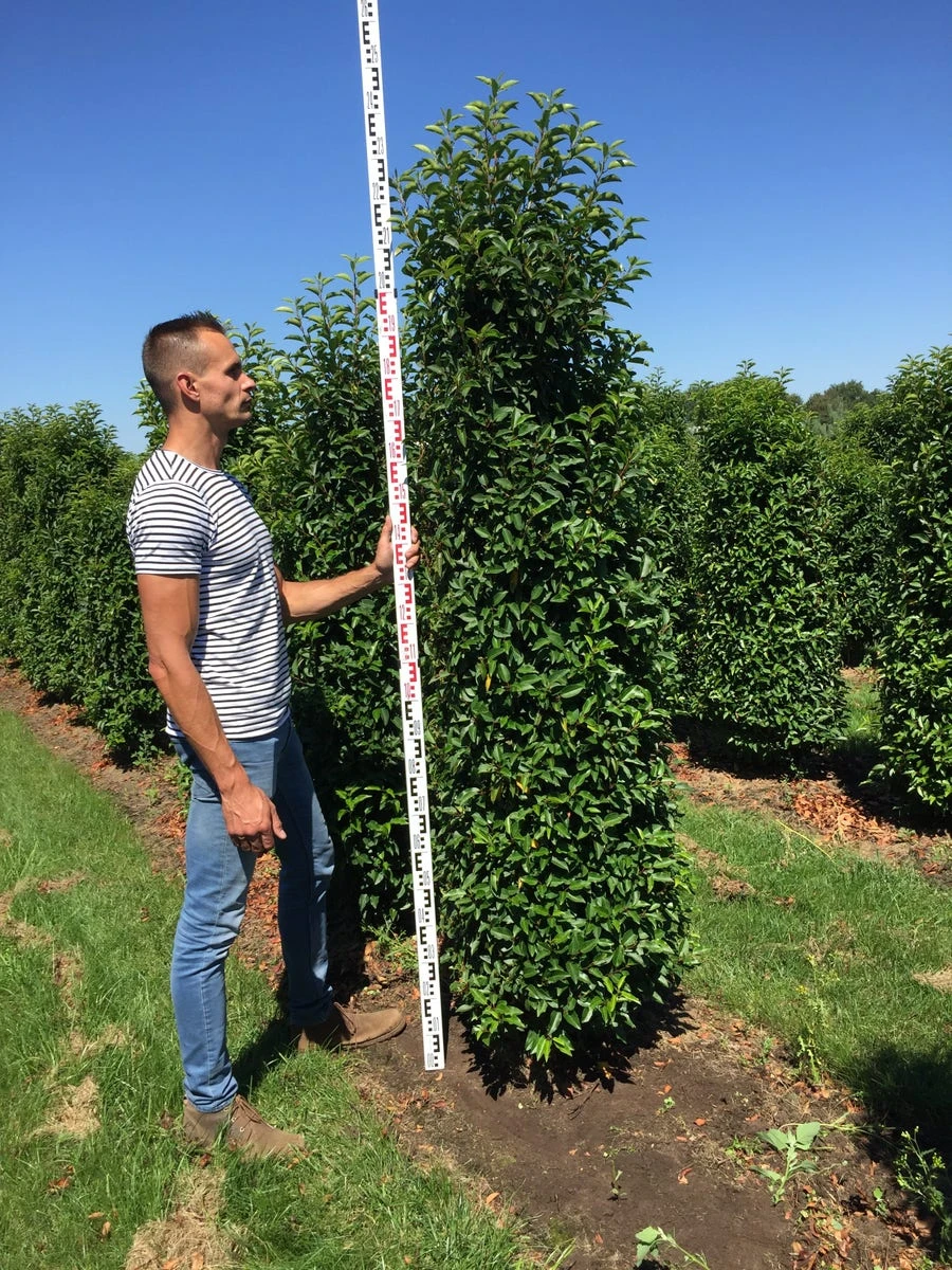 Grote Portugese Laurier (Prunus Lusitanica 'Angustifolia') 5 Grote Portugese Laurier (Prunus Lusitanica 'Angustifolia') - Afbeelding 5