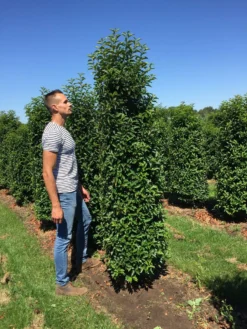 Grote Portugese Laurier (Prunus Lusitanica 'Angustifolia') -Goedkope DirectPlant winkel prunus l ang 200250 2 1