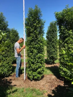 Grote Portugese Laurier (Prunus Lusitanica 'Angustifolia') -Goedkope DirectPlant winkel prunus l ang 300350 1