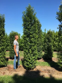 Grote Portugese Laurier (Prunus Lusitanica 'Angustifolia') -Goedkope DirectPlant winkel prunus l ang 350400 2