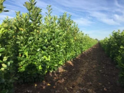 Goedkope DirectPlant winkel 41 Grote Laurierkers (Prunus Laurocerasus 'Rotundifolia')