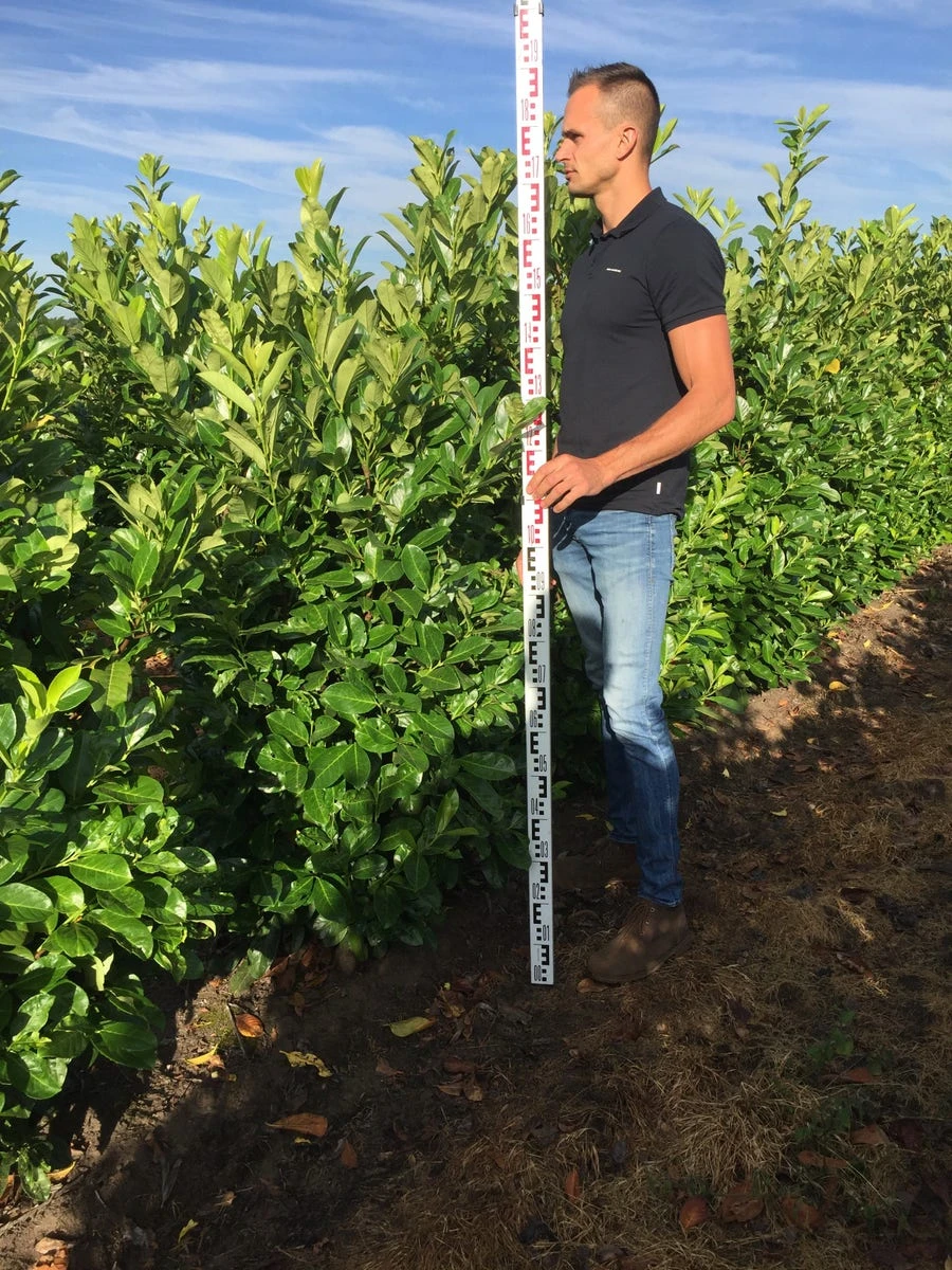 Grote Laurierkers (Prunus Laurocerasus 'Rotundifolia') 2 Grote Laurierkers (Prunus Laurocerasus 'Rotundifolia') - Afbeelding 2