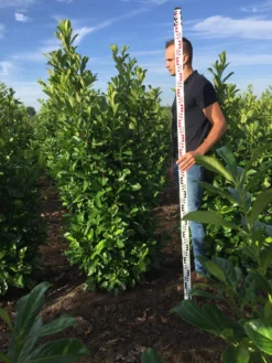 Grote Laurierkers (Prunus Laurocerasus 'Rotundifolia') -Goedkope DirectPlant winkel prunus l rot 175200 2