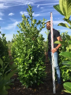 Grote Laurierkers (Prunus Laurocerasus 'Rotundifolia') -Goedkope DirectPlant winkel prunus l rot 200225 2