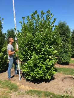 Grote Laurierkers (Prunus Laurocerasus 'Rotundifolia') -Goedkope DirectPlant winkel prunus l rot 250300 x 100 150 br