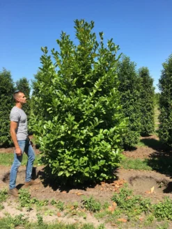Grote Laurierkers (Prunus Laurocerasus 'Rotundifolia') -Goedkope DirectPlant winkel prunus l rot 300350 x150 br