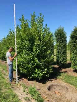 Grote Laurierkers (Prunus Laurocerasus 'Rotundifolia') 15 Grote Laurierkers (Prunus Laurocerasus 'Rotundifolia') -Goedkope DirectPlant winkel prunus l rot 350400 x 150 br 1