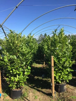 Grote Laurierkers (Prunus Laurocerasus 'Rotundifolia') -Goedkope DirectPlant winkel prunus laur. rotundifolia h160180cm 2