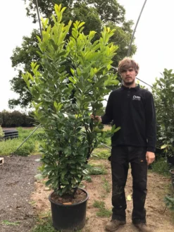 Grote Laurierkers (Prunus Laurocerasus 'Rotundifolia') -Goedkope DirectPlant winkel prunus laur. rotundifolia h180 200cm