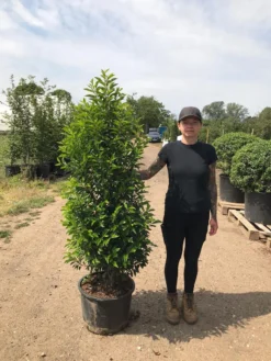 Grote Portugese Laurier (Prunus Lusitanica 'Angustifolia') -Goedkope DirectPlant winkel prunus lus. angustifolia h140160 3