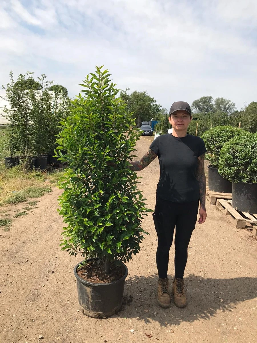 Grote Portugese Laurier (Prunus Lusitanica 'Angustifolia') 8 Grote Portugese Laurier (Prunus Lusitanica 'Angustifolia') - Afbeelding 8