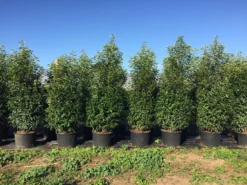 Grote Portugese Laurier (Prunus Lusitanica 'Angustifolia') -Goedkope DirectPlant winkel prunus lus. angustifolia h160180cm 1