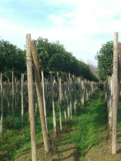 Portugese Laurier Als Boom (Prunus Lusitanica 'Angustifolia') -Goedkope DirectPlant winkel prunus lusitanica 1