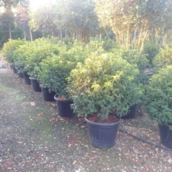 Portugese Laurier Als Bol (Prunus Lusitanica 'Angustifolia') -Goedkope DirectPlant winkel prunus lusitanica 1 1