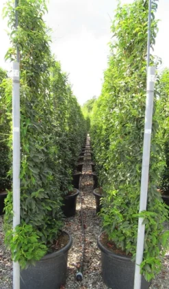 Portugese Laurier Als Leivorm (Prunus Lusitanica 'Angustifolia') -Goedkope DirectPlant winkel prunus lusitanica 110x180 leivorm 2 2