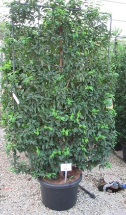 Portugese Laurier Als Leivorm (Prunus Lusitanica 'Angustifolia') -Goedkope DirectPlant winkel prunus lusitanica 110x180 leivorm 3 3