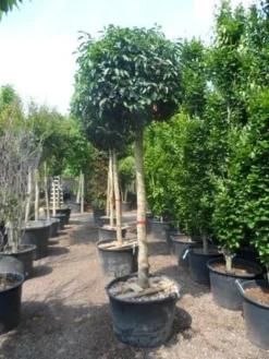 Portugese Laurier Als Boom (Prunus Lusitanica) -Goedkope DirectPlant winkel prunus lusitanica 20 25ho c160