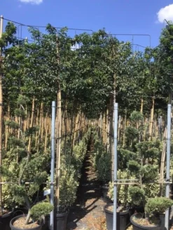 Portugese Laurier Als Leiboom (Prunus Lusitanica) -Goedkope DirectPlant winkel prunus lusitanica 5