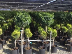 Portugese Laurier Op Stam (Prunus Lusitanica 'Angustifolia') -Goedkope DirectPlant winkel prunus lusitanica 80cm stam 1