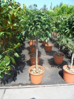 Portugese Laurier Als Boom (Prunus Lusitanica) -Goedkope DirectPlant winkel prunus lusitanica 80stam c25