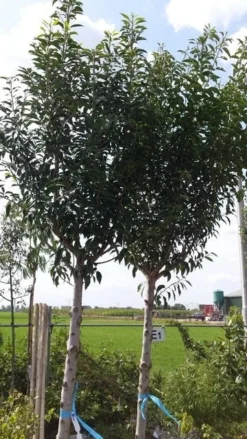 Portugese Laurier Als Boom (Prunus Lusitanica 'Angustifolia') -Goedkope DirectPlant winkel prunus lusitanica als boom01 1