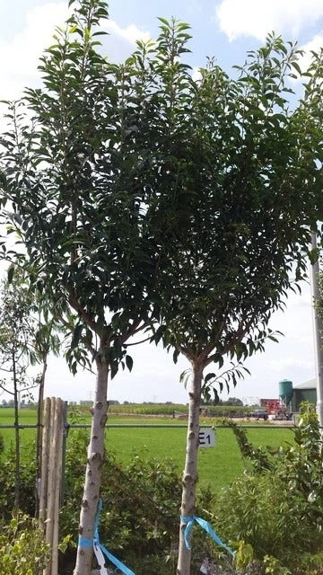 Portugese Laurier Als Boom (Prunus Lusitanica 'Angustifolia') 13 Portugese Laurier Als Boom (Prunus Lusitanica 'Angustifolia') - Afbeelding 13