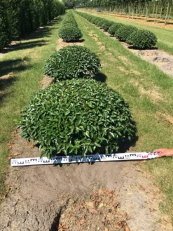 Portugese Laurier Als Grote Bolvorm (Prunus Lusitanica 'Angustifolia') -Goedkope DirectPlant winkel prunus lusitanica angustifolia 100 cm breed bol drkl