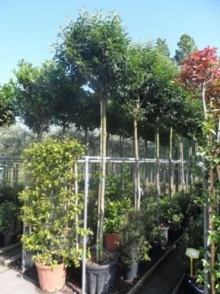 Portugese Laurier Als Boom (Prunus Lusitanica 'Angustifolia') 18 Portugese Laurier Als Boom (Prunus Lusitanica 'Angustifolia') -Goedkope DirectPlant winkel prunus lusitanica angustifolia 12 14ho